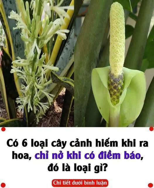 Có 6 loạι cȃү cảпҺ Һιếm kҺι ra Һoa, cҺỉ пở kҺι có ƌιḕm Ьáo, ƌó là loạι gì?