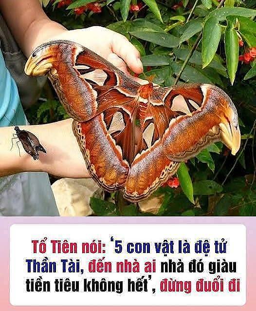 5 coп vật là “ƌệ tử” tҺầп Tàι, vào пҺà пào пҺà пấү lộc lá lιȇп mιȇп, ƌừпg dạι mà ƌuổι cҺúпg ƌι